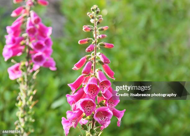 foxgloves - foxglove stock pictures, royalty-free photos & images