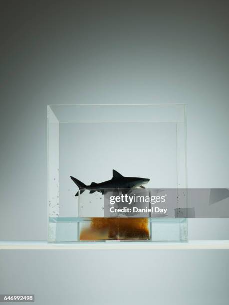 plastic shark over tank of pollution - london aquarium stockfoto's en -beelden