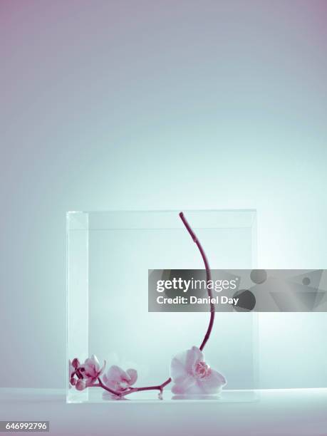 flower in perspex cube - perspex cube stock pictures, royalty-free photos & images