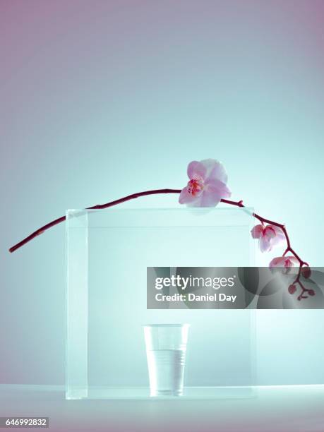 flower in perspex cube - stuck indoors stock pictures, royalty-free photos & images