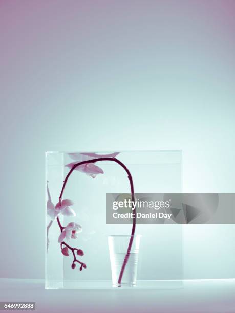 flower in perspex cube - perspex cube stock pictures, royalty-free photos & images