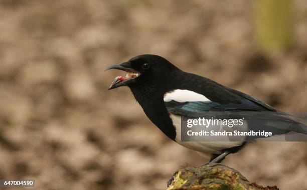 a magpie (pica pica) with its beak open showing the points on its tongue that help to push the food down its throat, so it can swallow larger pieces of food easier. - throat photos stock-fotos und bilder