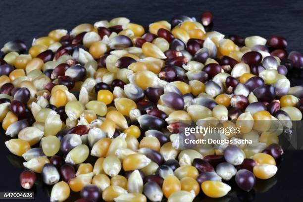 variety of corn seeds (maize) - maíz criollo fotografías e imágenes de stock