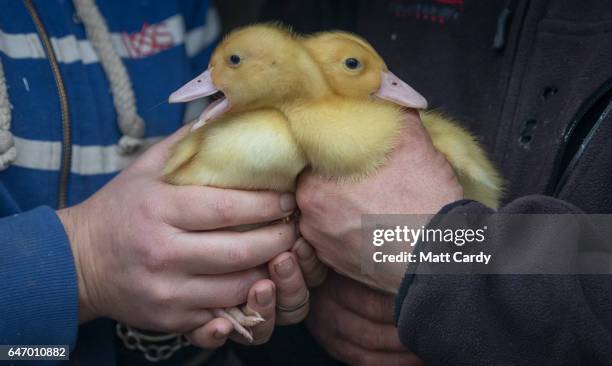 Duck farmer Kylie Carter and Dave Mumford holds free range baby ducks they are hand rearing at Salakee Duck Farm on St Mary's on the Isles of Scilly...