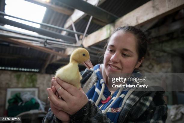 Duck farmer Kylie Carter holds a free range baby duck they are hand rearing at Salakee Duck Farm on St Mary's on the Isles of Scilly on February 19,...