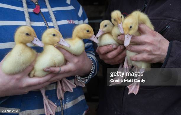 Duck farmer Kylie Carter and Dave Mumford holds free range baby ducks they are hand rearing at Salakee Duck Farm on St Mary's on the Isles of Scilly...