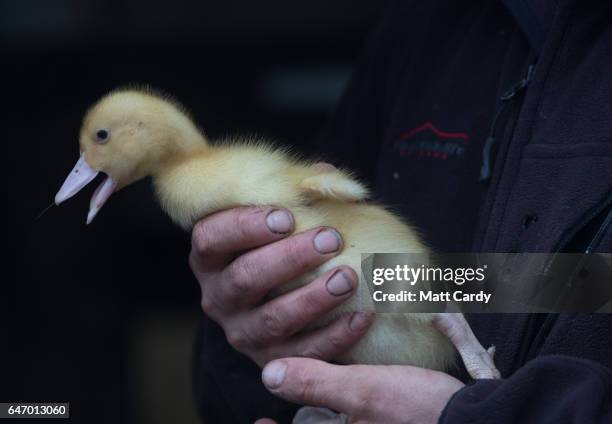 Duck farmer Kylie Carter and Dave Mumford holds free range baby ducks they are hand rearing at Salakee Duck Farm on St Mary's on the Isles of Scilly...