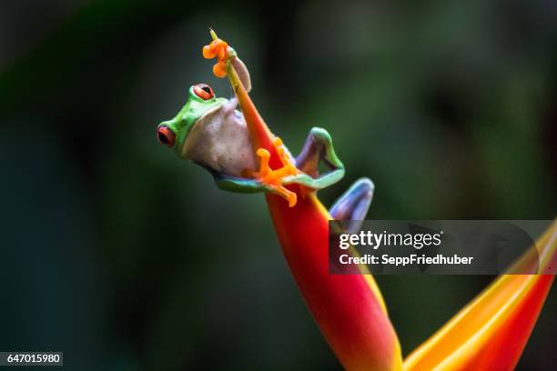 rode-ogen boomkikker - tree forest flowers stockfoto's en -beelden