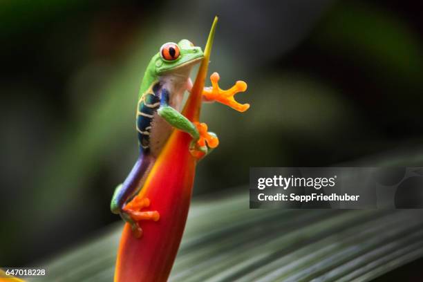 red-eyed tree frog  - sepp friedhuber stock-fotos und bilder