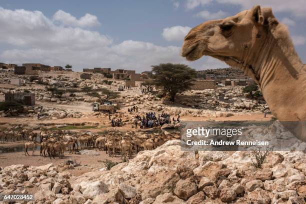 People and livestock gather at a nearly dried up riverbed on February 24, 2017 in Dhudo, Somalia. People travel up to 75 kilometers to get water, as...