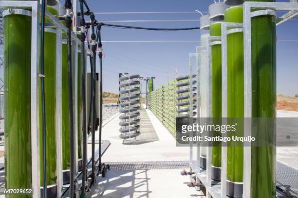 bioreactors filled with green algae fixing co2 - carbon capture stock pictures, royalty-free photos & images