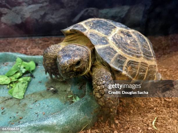 russian tortoise (testudo horsfieldi) - russian tortoise stock pictures, royalty-free photos & images