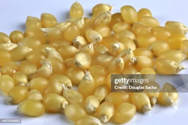 yellow colored popcorn kernels (maize) - popcorn full frame stock pictures, royalty-free photos & images