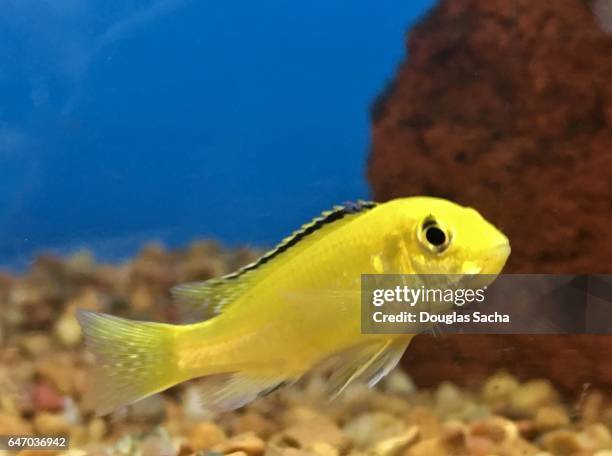 yellow cichlid fish swimming underwater (labidochromis caeruleus) - cichlid aquarium stock pictures, royalty-free photos & images