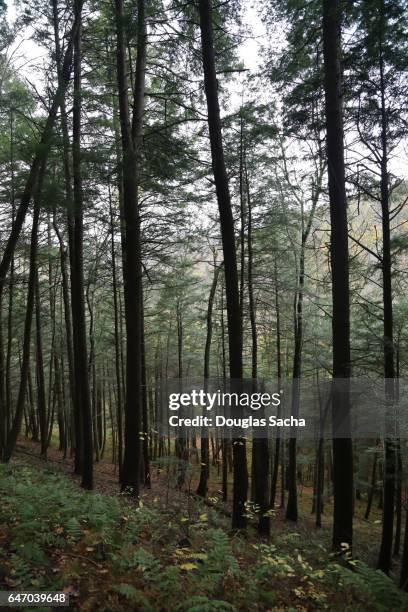 mark twain national forest, rolla, missouri, usa - national forest imagens e fotografias de stock