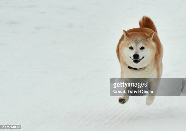 shiba inu in snow - shiba inu winter stock pictures, royalty-free photos & images
