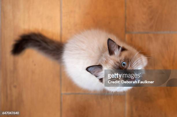 ragdoll kitten looking up with mouth open - miauwen stockfoto's en -beelden