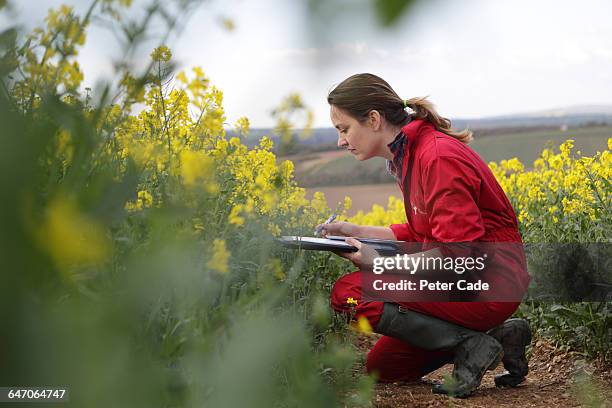 farmer checking oil seed rape in field - agriculture technology stock pictures, royalty-free photos & images