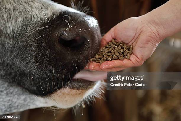 hand of food, cow being fed - feeding bildbanksfoton och bilder