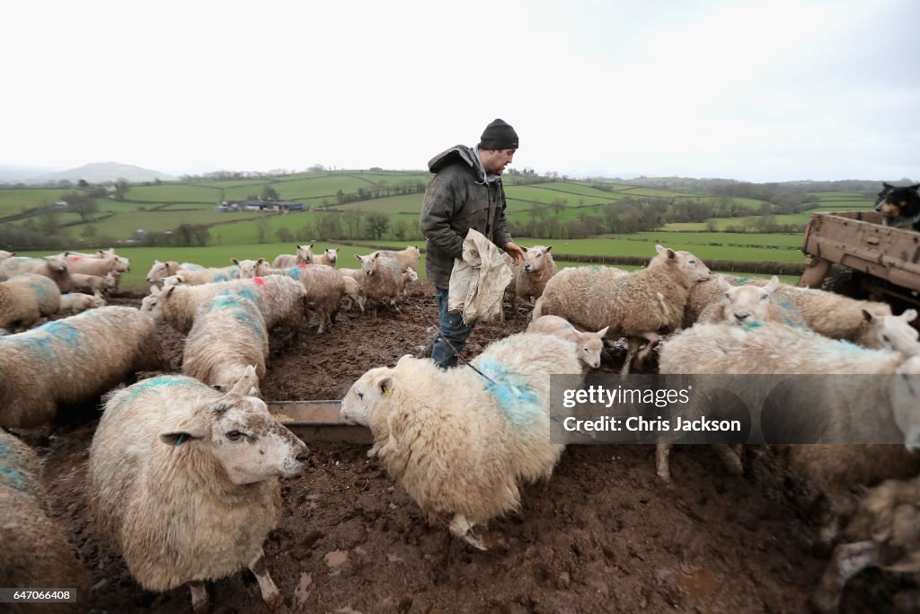 Spring Lambing Begins In Brecon