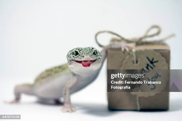 leopard gecko sticking out his tongue and grimacing with thank you gift box - geco foto e immagini stock