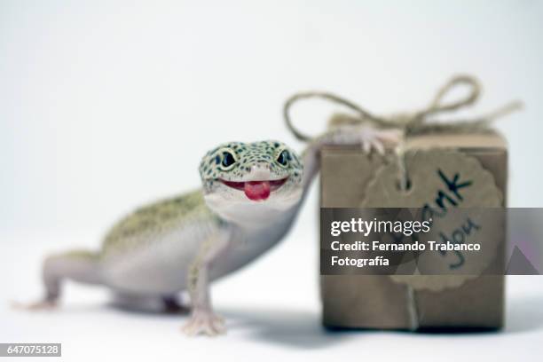 leopard gecko sticking out his tongue and grimacing with thank you gift box - gecko leopard stockfoto's en -beelden