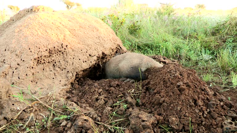 42 Aardvark Stock Videos Footage 4K Video Clips Getty Images 42-aardvark-stock-videos-footage-4k-video-clips-getty-images