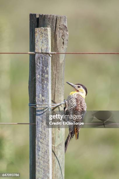 view of "carpintero campestre" (colaptes campestris) - carpintero stock-fotos und bilder