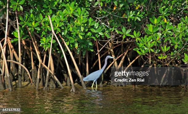 red mangrove (rhizophora mangle) and a little blue heron (egretta caerulea) - florida, usa - stuart florida stock pictures, royalty-free photos & images