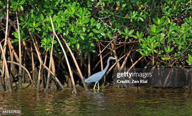 red mangrove (rhizophora mangle) and a little blue heron (egretta caerulea) - florida, usa - stuart florida imagens e fotografias de stock