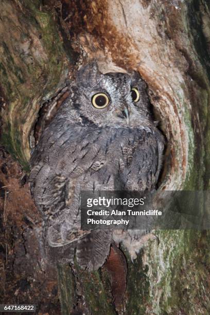 screech owl - woodland camo stock pictures, royalty-free photos & images