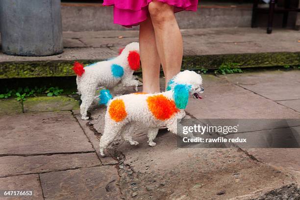 a woman with painted dogs - offbeat stockfoto's en -beelden