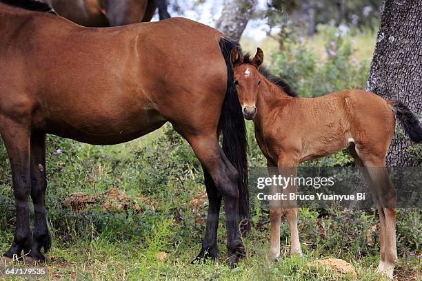 andalusia horses - andalusian horse stock pictures, royalty-free photos & images