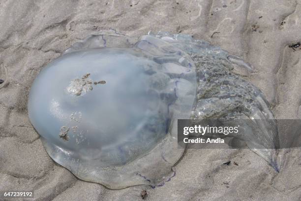 Jellyfish washed up in the bay of Le Mont Saint-Michel