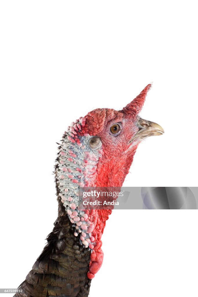 Sologne Black Turkey.