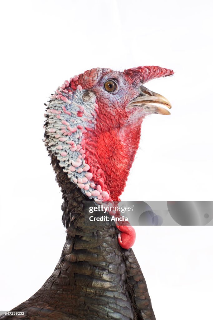 Sologne Black Turkey.