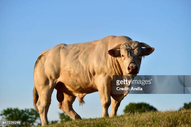 Arnicourt : Charolais bull at the farm EARL Samyn. The Charolais cattle is registered in a Herd-Book; certified with high environmental value.