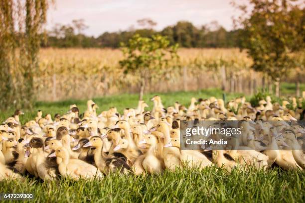 Corn-fed ducks raised for foie gras in the Landes department . This farm in Bergouey was affected by avian influenza in December 2015