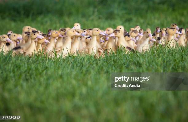 Corn-fed ducks raised for foie gras in the Landes department . This farm in Bergouey was affected by avian influenza in December 2015