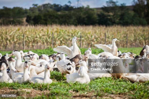 Corn-fed ducks raised for foie gras in the Landes department . This farm in Bergouey was affected by avian influenza in December 2015