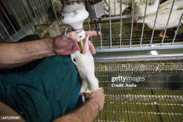 Corn-fed ducks raised for foie gras in the Landes department . This farm in Bergouey was affected by avian influenza in December 2015