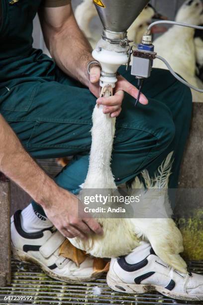 Corn-fed ducks raised for foie gras in the Landes department . This farm in Bergouey was affected by avian influenza in December 2015