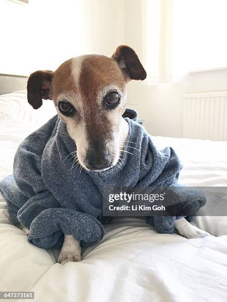 animals that look human - too big for bed stock pictures, royalty-free photos & images