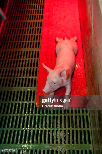 Piglet lying in the farrowing pen of an industrial pig house