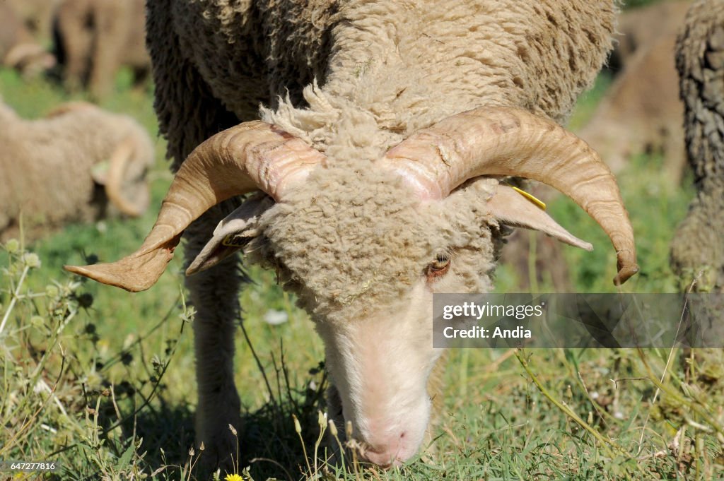 Merino sheep grazing in a field.
