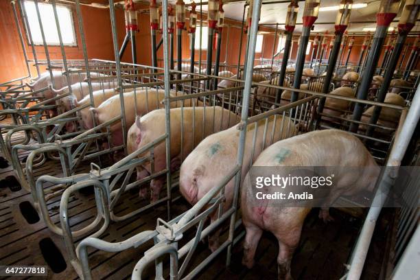 Sows in in the farrowing pen of an industrial pighouse