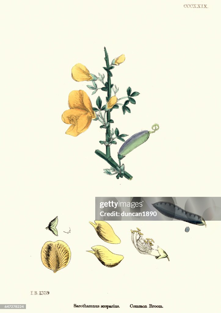 Natural History - Botany - Cytisus scoparius Common Broom
