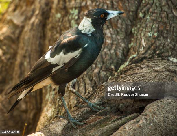 bird. magpie. - australian magpie stock pictures, royalty-free photos & images