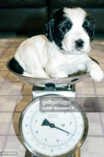 191 Puppy Scale Stock Photos, High-Res Pictures, and Images - Getty Images