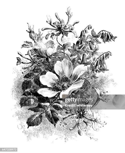 wild honeysuckle, bluebells and roses - victorian engraving - victorian-line-art stock illustrations